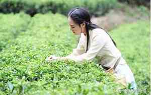“乌龙茶”