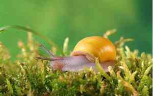 snail怎么念