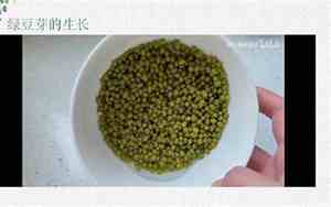 写绿豆芽的句子有哪些