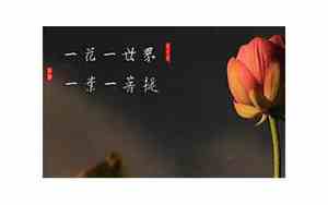 一花一草一世界的意思 你若盛开 清风自来