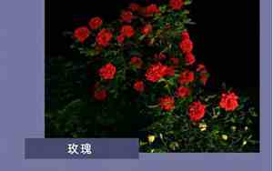 写花的说说伤感句子图片