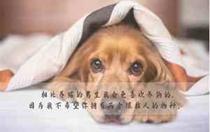 关于狗的好词语和句子大全