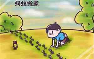 下雨前动物的表现有哪些一年级