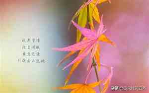 优美句子摘抄短句30字