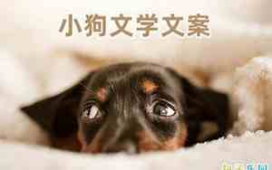 关于狗签名句子简短