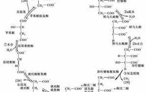 三羧酸循环记忆口诀是什么