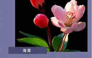 写花的说说伤感句子大全图片