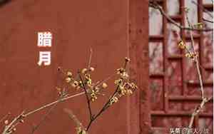 2022年兔子运势