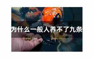 锦鲤5条6条7条9条寓意