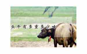 一头牛多重多少公斤