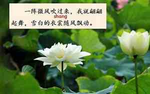 三年级荷花的优美句子有哪些