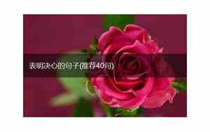 决心放弃爱情的句子说说