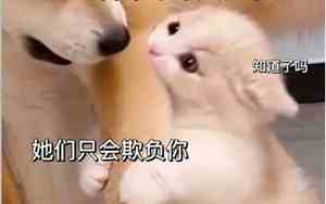 可爱又沙雕的土味情话长句