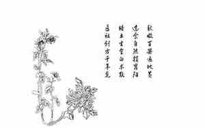 关于对菊花的赞美句子有哪些