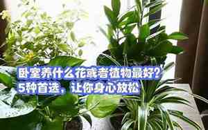 卧室养什么花或者植物最好可以吸甲醛